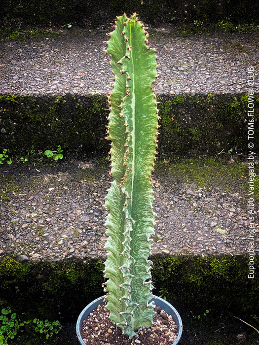 Euphorbia Ingens Albo Variegata, Marmorata, Kandelaber-Euphorbie Zimmerpflanze Sukkulente Marmorierung Graue Pflanze Weiße Pflanze Sonnenliebend Pflegeleicht Giftige Pflanze Zimmerpflanzenversand Online-Pflanzenkauf Topfpflanze Einfache Pflege Exotische Pflanze Indoor plant Succulent Marbling Grey plant White plant Sun-loving Low-maintenance Toxic plant Indoor plant delivery Online plant purchase Potted plant Easy care Exotic plant TOMS FLOWer CLUB