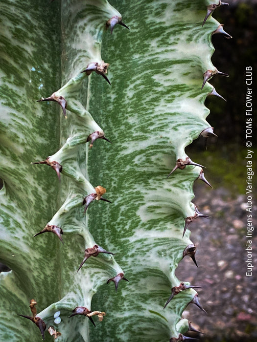 Euphorbia Ingens Albo Variegata, Marmorata, Kandelaber-Euphorbie Zimmerpflanze Sukkulente Marmorierung Graue Pflanze Weiße Pflanze Sonnenliebend Pflegeleicht Giftige Pflanze Zimmerpflanzenversand Online-Pflanzenkauf Topfpflanze Einfache Pflege Exotische Pflanze Indoor plant Succulent Marbling Grey plant White plant Sun-loving Low-maintenance Toxic plant Indoor plant delivery Online plant purchase Potted plant Easy care Exotic plant TOMS FLOWer CLUB