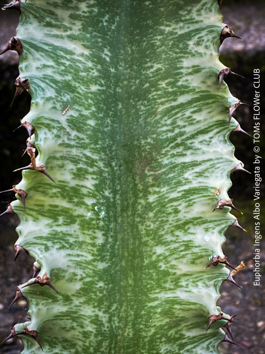 Euphorbia Ingens Albo Variegata, Marmorata, Kandelaber-Euphorbie Zimmerpflanze Sukkulente Marmorierung Graue Pflanze Weiße Pflanze Sonnenliebend Pflegeleicht Giftige Pflanze Zimmerpflanzenversand Online-Pflanzenkauf Topfpflanze Einfache Pflege Exotische Pflanze Indoor plant Succulent Marbling Grey plant White plant Sun-loving Low-maintenance Toxic plant Indoor plant delivery Online plant purchase Potted plant Easy care Exotic plant TOMS FLOWer CLUB