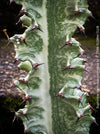 Euphorbia Ingens Albo Variegata, Marmorata, Kandelaber-Euphorbie Zimmerpflanze Sukkulente Marmorierung Graue Pflanze Weiße Pflanze Sonnenliebend Pflegeleicht Giftige Pflanze Zimmerpflanzenversand Online-Pflanzenkauf Topfpflanze Einfache Pflege Exotische Pflanze Indoor plant Succulent Marbling Grey plant White plant Sun-loving Low-maintenance Toxic plant Indoor plant delivery Online plant purchase Potted plant Easy care Exotic plant TOMS FLOWer CLUB