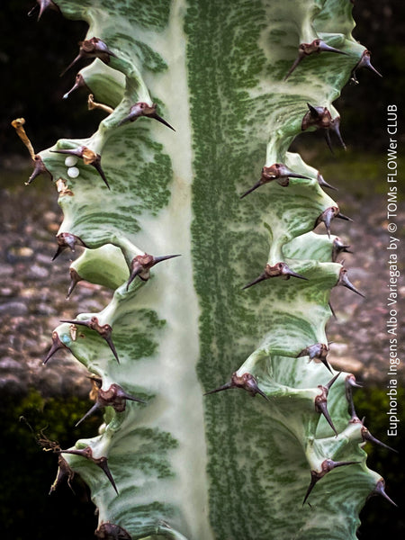 Euphorbia Ingens Albo Variegata, Marmorata, Kandelaber-Euphorbie Zimmerpflanze Sukkulente Marmorierung Graue Pflanze Weiße Pflanze Sonnenliebend Pflegeleicht Giftige Pflanze Zimmerpflanzenversand Online-Pflanzenkauf Topfpflanze Einfache Pflege Exotische Pflanze Indoor plant Succulent Marbling Grey plant White plant Sun-loving Low-maintenance Toxic plant Indoor plant delivery Online plant purchase Potted plant Easy care Exotic plant TOMS FLOWer CLUB