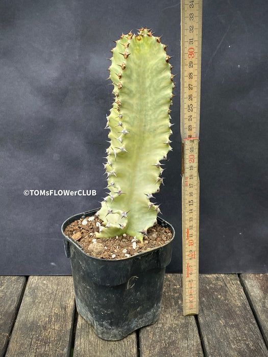 Euphorbia Ingens Marmorata Kandelaber-Euphorbie Zimmerpflanze Sukkulente Marmorierung Graue Pflanze Weiße Pflanze Sonnenliebend Pflegeleicht Giftige Pflanze Zimmerpflanzenversand Online-Pflanzenkauf Topfpflanze Einfache Pflege Exotische Pflanze Indoor plant Succulent Marbling Grey plant White plant Sun-loving Low-maintenance Toxic plant Indoor plant delivery Online plant purchase Potted plant Easy care Exotic plant TOMS FLOWer CLUB