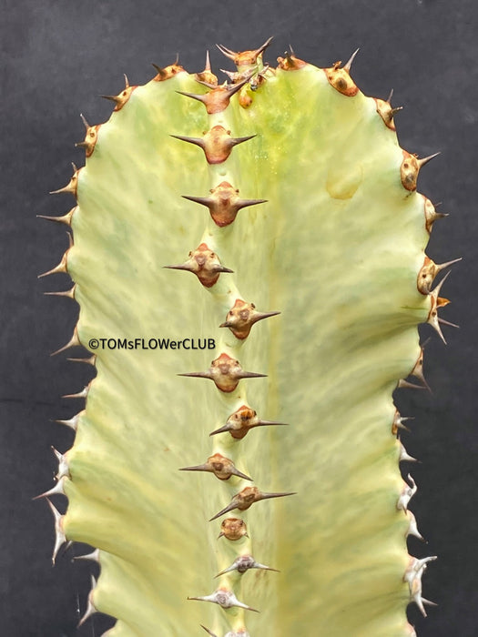 Euphorbia Ingens Marmorata Kandelaber-Euphorbie Zimmerpflanze Sukkulente Marmorierung Graue Pflanze Weiße Pflanze Sonnenliebend Pflegeleicht Giftige Pflanze Zimmerpflanzenversand Online-Pflanzenkauf Topfpflanze Einfache Pflege Exotische Pflanze Indoor plant Succulent Marbling Grey plant White plant Sun-loving Low-maintenance Toxic plant Indoor plant delivery Online plant purchase Potted plant Easy care Exotic plant TOMS FLOWer CLUB