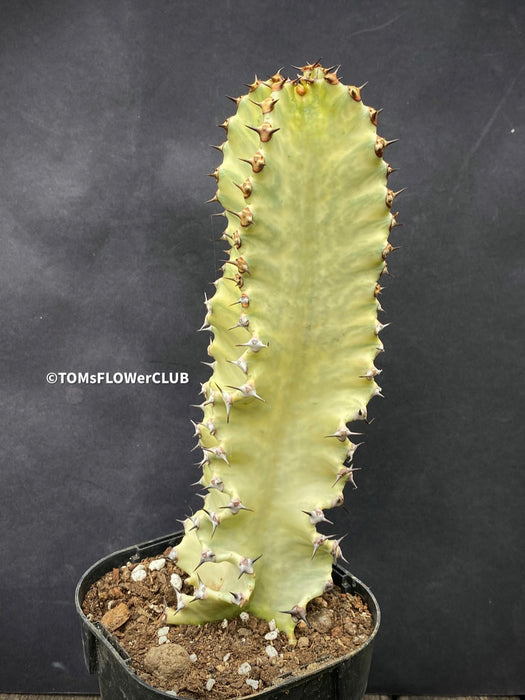 Euphorbia Ingens Marmorata Kandelaber-Euphorbie Zimmerpflanze Sukkulente Marmorierung Graue Pflanze Weiße Pflanze Sonnenliebend Pflegeleicht Giftige Pflanze Zimmerpflanzenversand Online-Pflanzenkauf Topfpflanze Einfache Pflege Exotische Pflanze Indoor plant Succulent Marbling Grey plant White plant Sun-loving Low-maintenance Toxic plant Indoor plant delivery Online plant purchase Potted plant Easy care Exotic plant TOMS FLOWer CLUB