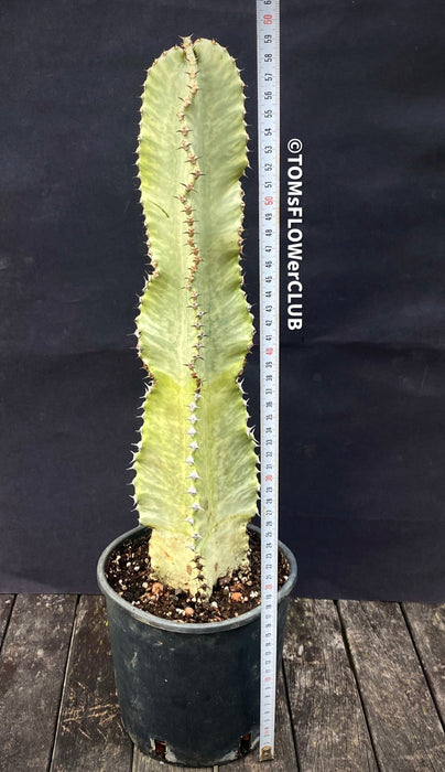 Euphorbia Ingens Marmorata Kandelaber-Euphorbie Zimmerpflanze Sukkulente Marmorierung Graue Pflanze Weiße Pflanze Sonnenliebend Pflegeleicht Giftige Pflanze Zimmerpflanzenversand Online-Pflanzenkauf Topfpflanze Einfache Pflege Exotische Pflanze Indoor plant Succulent Marbling Grey plant White plant Sun-loving Low-maintenance Toxic plant Indoor plant delivery Online plant purchase Potted plant Easy care Exotic plant TOMS FLOWer CLUB