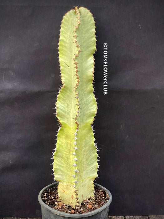 Euphorbia Ingens Marmorata Kandelaber-Euphorbie Zimmerpflanze Sukkulente Marmorierung Graue Pflanze Weiße Pflanze Sonnenliebend Pflegeleicht Giftige Pflanze Zimmerpflanzenversand Online-Pflanzenkauf Topfpflanze Einfache Pflege Exotische Pflanze Indoor plant Succulent Marbling Grey plant White plant Sun-loving Low-maintenance Toxic plant Indoor plant delivery Online plant purchase Potted plant Easy care Exotic plant TOMS FLOWer CLUB