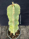 Euphorbia Ingens Marmorata Kandelaber-Euphorbie Zimmerpflanze Sukkulente Marmorierung Graue Pflanze Weiße Pflanze Sonnenliebend Pflegeleicht Giftige Pflanze Zimmerpflanzenversand Online-Pflanzenkauf Topfpflanze Einfache Pflege Exotische Pflanze Indoor plant Succulent Marbling Grey plant White plant Sun-loving Low-maintenance Toxic plant Indoor plant delivery Online plant purchase Potted plant Easy care Exotic plant TOMS FLOWer CLUB