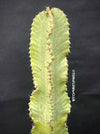 Euphorbia Ingens Marmorata Kandelaber-Euphorbie Zimmerpflanze Sukkulente Marmorierung Graue Pflanze Weiße Pflanze Sonnenliebend Pflegeleicht Giftige Pflanze Zimmerpflanzenversand Online-Pflanzenkauf Topfpflanze Einfache Pflege Exotische Pflanze Indoor plant Succulent Marbling Grey plant White plant Sun-loving Low-maintenance Toxic plant Indoor plant delivery Online plant purchase Potted plant Easy care Exotic plant TOMS FLOWer CLUB