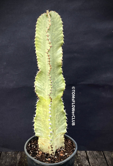 Euphorbia Ingens Marmorata Kandelaber-Euphorbie Zimmerpflanze Sukkulente Marmorierung Graue Pflanze Weiße Pflanze Sonnenliebend Pflegeleicht Giftige Pflanze Zimmerpflanzenversand Online-Pflanzenkauf Topfpflanze Einfache Pflege Exotische Pflanze Indoor plant Succulent Marbling Grey plant White plant Sun-loving Low-maintenance Toxic plant Indoor plant delivery Online plant purchase Potted plant Easy care Exotic plant TOMS FLOWer CLUB