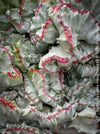 Euphorbia Lactea Alba Cristata, organically grown succulent plants and cactus for sale at TOMs FLOWer CLUB.  