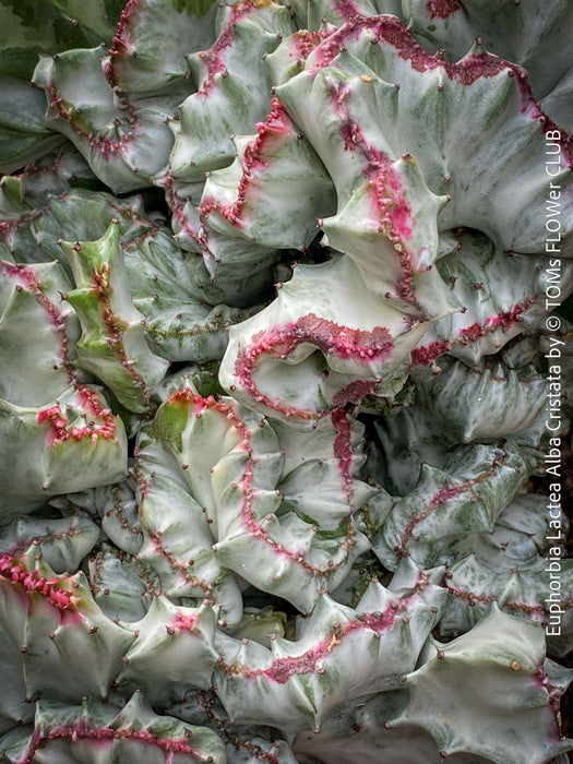 Euphorbia Lactea Alba Cristata, organically grown succulent plants and cactus for sale at TOMs FLOWer CLUB.  