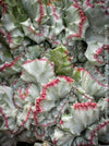 Euphorbia Lactea Alba Cristata, organically grown succulent plants and cactus for sale at TOMs FLOWer CLUB.  