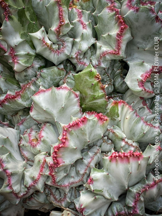 Euphorbia Lactea Alba Cristata, organically grown succulent plants and cactus for sale at TOMs FLOWer CLUB.  