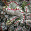 Euphorbia Lactea Alba Cristata, organically grown succulent plants and cactus for sale at TOMs FLOWer CLUB.  