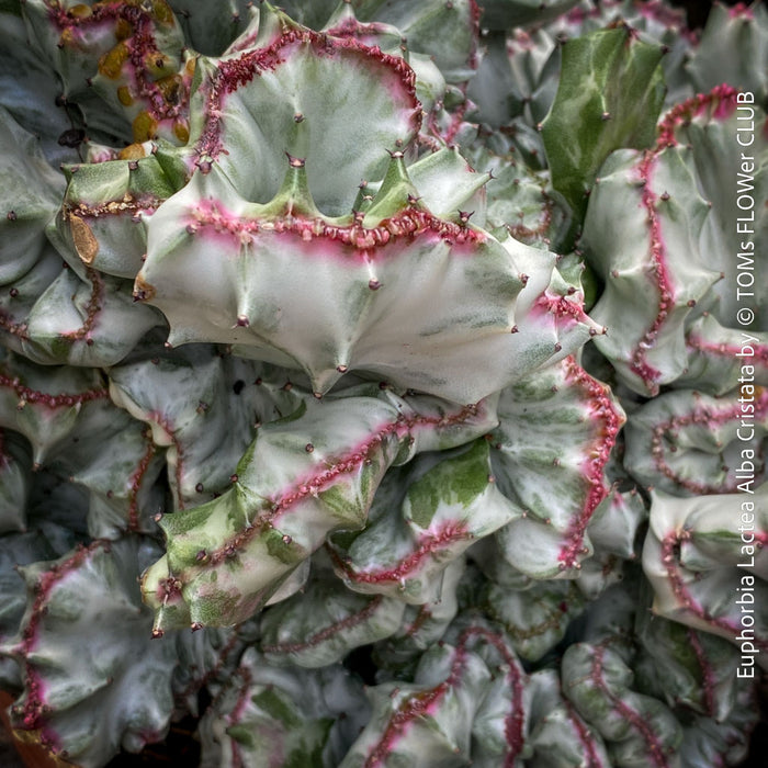 Euphorbia Lactea Alba Cristata, organically grown succulent plants and cactus for sale at TOMs FLOWer CLUB.  