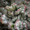 Euphorbia Lactea Alba Cristata, organically grown succulent plants and cactus for sale at TOMs FLOWer CLUB.  