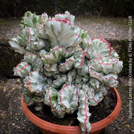Euphorbia Lactea Alba Cristata, organically grown succulent plants and cactus for sale at TOMs FLOWer CLUB.  