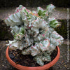 Euphorbia Lactea Alba Cristata, organically grown succulent plants and cactus for sale at TOMs FLOWer CLUB.  