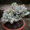 Euphorbia Lactea Alba Cristata, organically grown succulent plants and cactus for sale at TOMs FLOWer CLUB.  