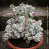 Euphorbia Lactea Alba Cristata, organically grown succulent plants and cactus for sale at TOMs FLOWer CLUB.  