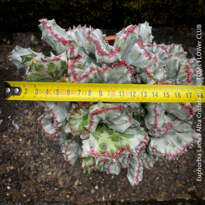 Euphorbia Lactea Alba Cristata, organically grown succulent plants and cactus for sale at TOMs FLOWer CLUB.  