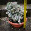 Euphorbia Lactea Alba Cristata, organically grown succulent plants and cactus for sale at TOMs FLOWer CLUB.  