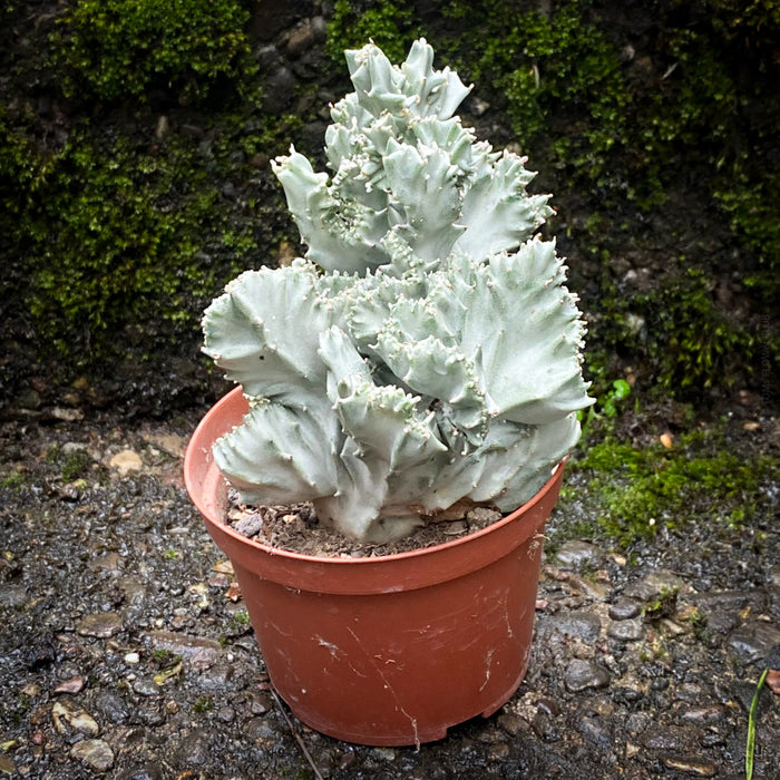 Euphorbia Lactea Alba Cristata, organically grown succulent plants and cactus for sale at TOMs FLOWer CLUB.  