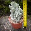 Euphorbia Lactea Alba Cristata, organically grown succulent plants and cactus for sale at TOMs FLOWer CLUB.  