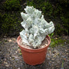 Euphorbia Lactea Alba Cristata, organically grown succulent plants and cactus for sale at TOMs FLOWer CLUB.  