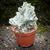 Euphorbia Lactea Alba Cristata, organically grown succulent plants and cactus for sale at TOMs FLOWer CLUB.  