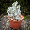 Euphorbia Lactea Alba Cristata, organically grown succulent plants and cactus for sale at TOMs FLOWer CLUB.  