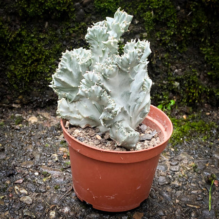 Euphorbia Lactea Alba Cristata, organically grown succulent plants and cactus for sale at TOMs FLOWer CLUB.  