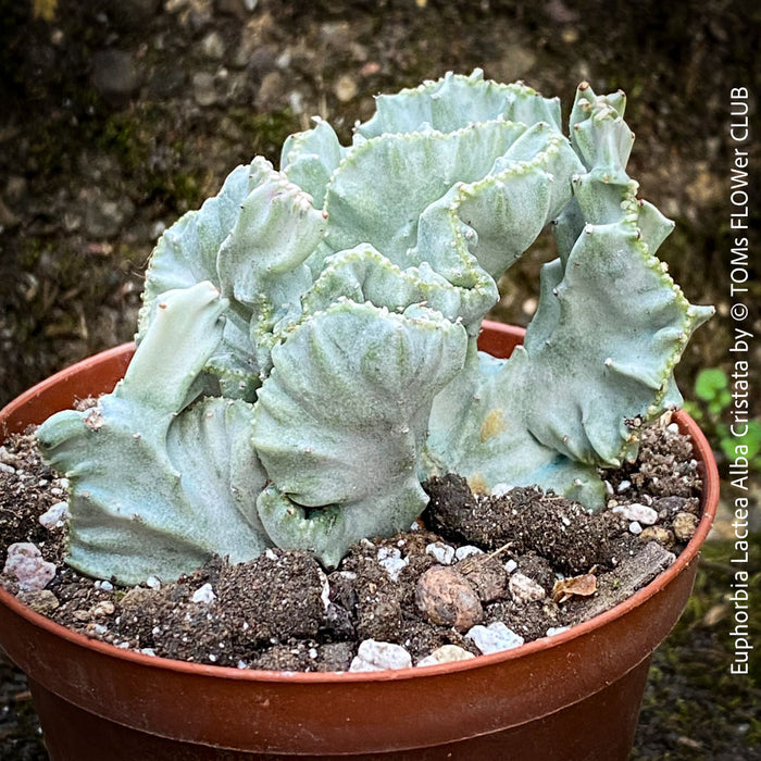 Euphorbia Lactea Alba Cristata, organically grown succulent plants and cactus for sale at TOMs FLOWer CLUB.  