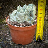 Euphorbia Lactea Alba Cristata, organically grown succulent plants and cactus for sale at TOMs FLOWer CLUB.  