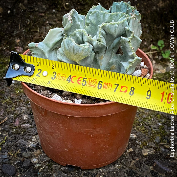 Euphorbia Lactea Alba Cristata, organically grown succulent plants and cactus for sale at TOMs FLOWer CLUB.  