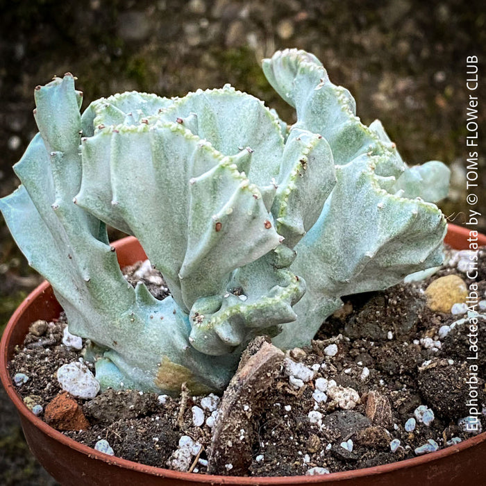 Euphorbia Lactea Alba Cristata, organically grown succulent plants and cactus for sale at TOMs FLOWer CLUB.  