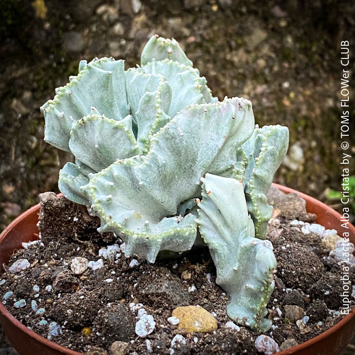 Euphorbia Lactea Alba Cristata, organically grown succulent plants and cactus for sale at TOMs FLOWer CLUB.  