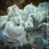 Euphorbia Lactea Alba Cristata, organically grown succulent plants and cactus for sale at TOMs FLOWer CLUB.  