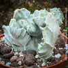 Euphorbia Lactea Alba Cristata, organically grown succulent plants and cactus for sale at TOMs FLOWer CLUB.  