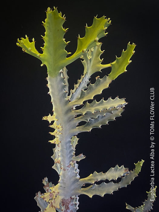 Euphorbia Lactea Alba, white ghost, grey ghost, sun loving succulent plant for sale by TOMs FLOWer CLUB