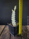 Euphorbia Lactea Alba, white ghost, grey ghost, sun loving succulent plant for sale by TOMs FLOWer CLUB