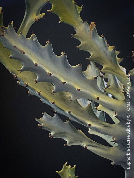 Euphorbia Lactea Alba, white ghost, grey ghost, sun loving succulent plant for sale by TOMs FLOWer CLUB