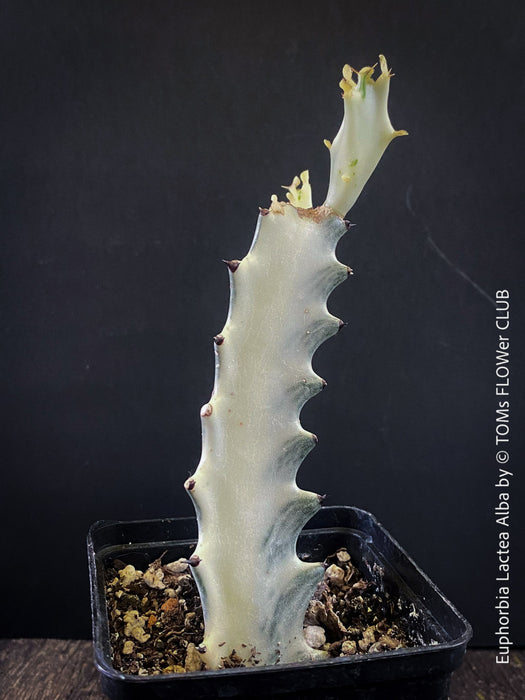 Euphorbia Lactea Alba, white ghost, grey ghost, sun loving succulent plant for sale by TOMs FLOWer CLUB