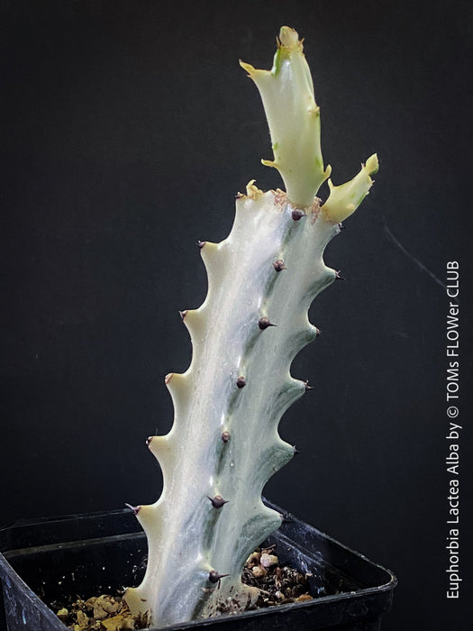 Euphorbia Lactea Alba, white ghost, grey ghost, sun loving succulent plant for sale by TOMs FLOWer CLUB