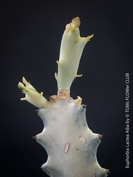 Euphorbia Lactea Alba, white ghost, grey ghost, sun loving succulent plant for sale by TOMs FLOWer CLUB