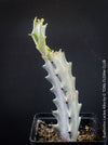 Euphorbia Lactea Alba, white ghost, grey ghost, sun loving succulent plant for sale by TOMs FLOWer CLUB