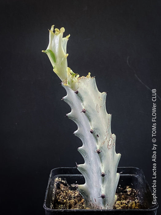 Euphorbia Lactea Alba, white ghost, grey ghost, sun loving succulent plant for sale by TOMs FLOWer CLUB