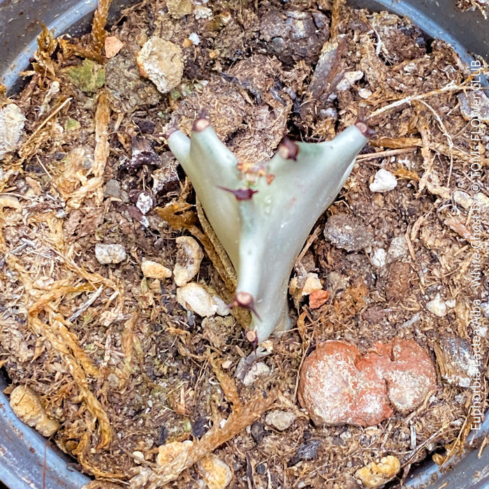 Euphorbia Lactea Alba, white ghost, grey ghost, sun loving succulent plant for sale by TOMs FLOWer CLUB