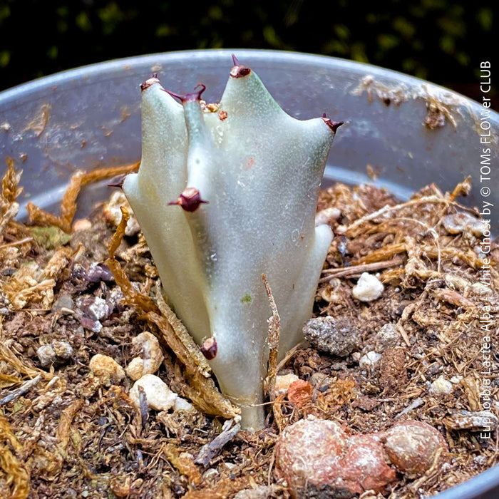 Euphorbia Lactea Alba, white ghost, grey ghost, sun loving succulent plant for sale by TOMs FLOWer CLUB