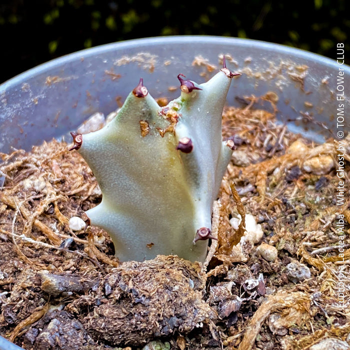 Euphorbia Lactea Alba, white ghost, grey ghost, sun loving succulent plant for sale by TOMs FLOWer CLUB